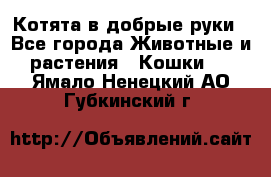 Котята в добрые руки - Все города Животные и растения » Кошки   . Ямало-Ненецкий АО,Губкинский г.